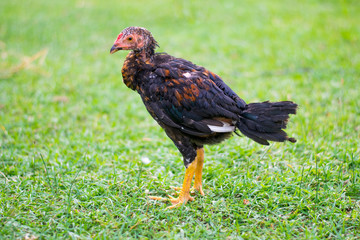 little chickens on green field