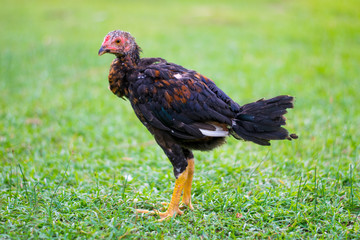 little chickens on green field