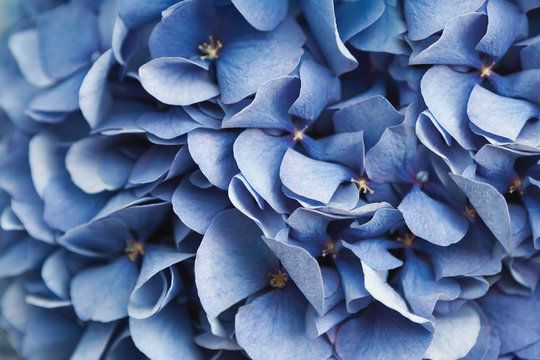 Fototapeta Blue hydrangea flora background closep top view