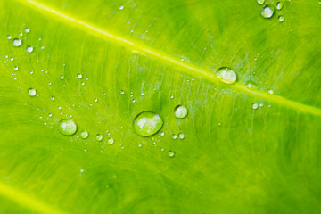 water or rain drop on green leavs background