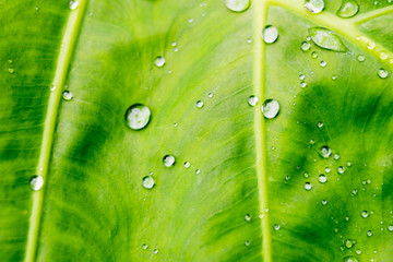 water or rain drop on green leavs background