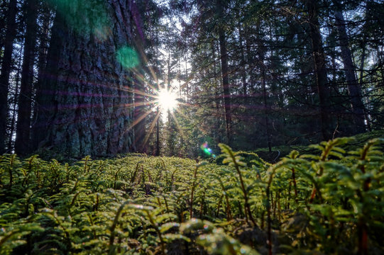 Forest conifers sun beam rays through trees low moss green colors