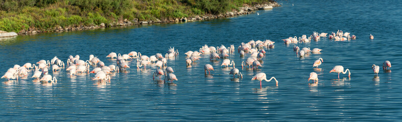 Fototapeta premium Flamingos in der Camargue