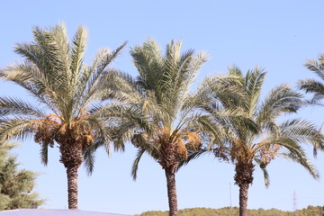 Fototapeta na wymiar palma daktylowiec afryka turcja