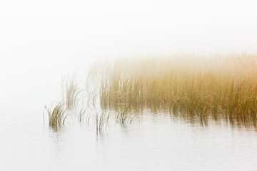 Reed bed in foggy seascape - obrazy, fototapety, plakaty