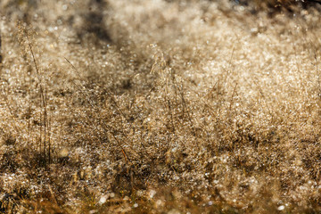 Meadow with dew wet grass in backlight