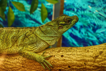 Sailfin lizard on the tree in a forest.