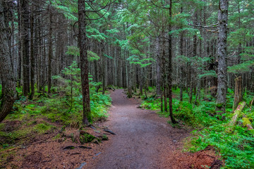 Winner creek trail under the trees