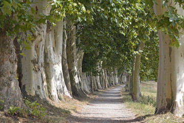 platanenallee in bad-weilbach