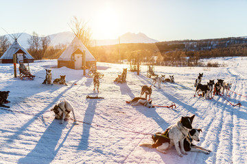 Husky dogs © TravelPhotoBloggers