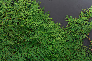 Green thuja tree branches on black background