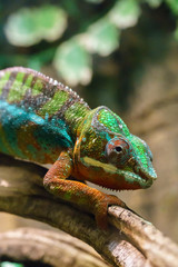 Obraz premium Colorful chameleon on branch, closeup
