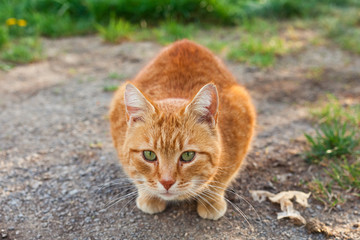 Orange Katze mit grünen Augen