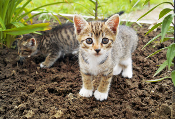 Naklejka na ściany i meble A small striped kitten in the grass