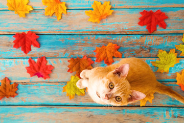 Orange kitten look up and sitting on maple leaves in autumn.  Domestic cute cat in fall.