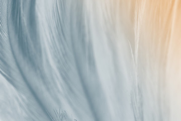 Obraz premium gray color trends chicken feather texture background,Light orange