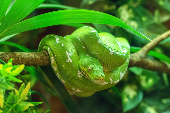 Green snake on branch 