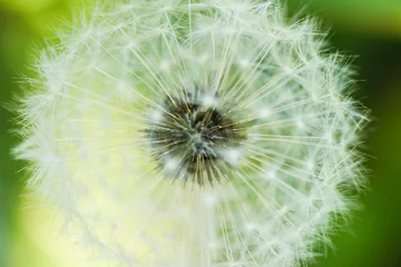 Fototapeten Dandelion, close-up. Macro with shallow depth of field. © Vladimir Arndt
