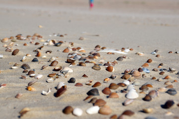 Sea Shells at the beach