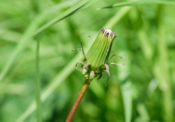 Dandelion bud, close-up. Macro with shallow depth of field.