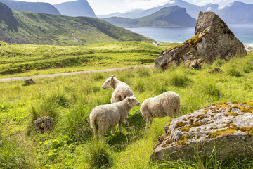 Flock of sheep eating grass on Lofoten Islands, Norway