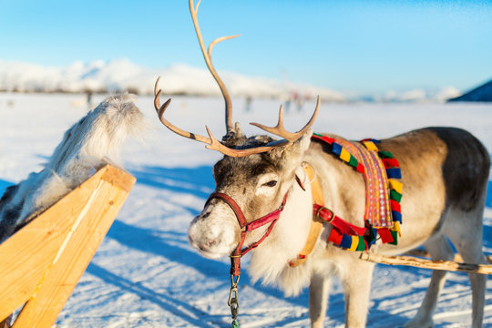 Fototapeta Reindeer in Northern Norway