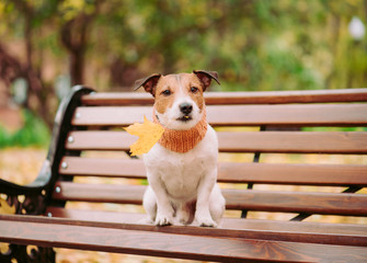 Dog holding in mouth fallen autumn maple leaf sitting on bench