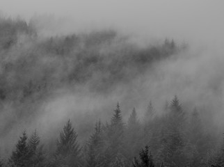 Fototapeta na wymiar Nebelschwaden ziehen durch den Tannenwald