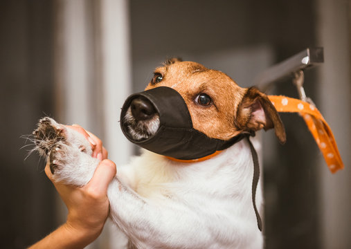 Dog in muzzle constrained by groomer during clipping at salon