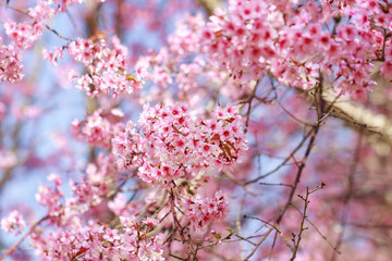 Wild Himalayan Cherry Blossoms in spring season (Prunus cerasoides), Sakura in Thailand, selective focus