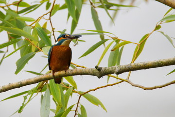 Kingfisher with fish in beak on branch