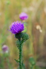 blurred background of autumn grass