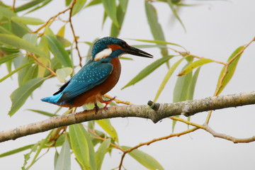 Kingfisher, Alcedo atthis on branch
