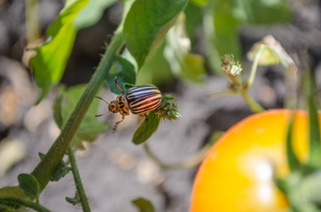 Colorado potato beetle, the ten-striped spearman, the ten-lined potato beetle or the potato bug is...