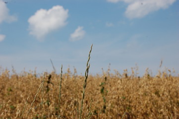 Field of weat