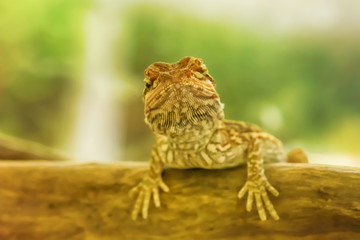 The chameleons on the tree on a nature background.