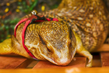 The monitor lizard on a nature background.