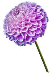 Beautiful pink-blue dahlia flower on a white isolated background. Flower on the stem. Closeup.  Nature.