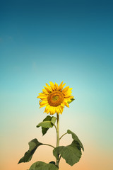 blooming sunflower on a background sunset
