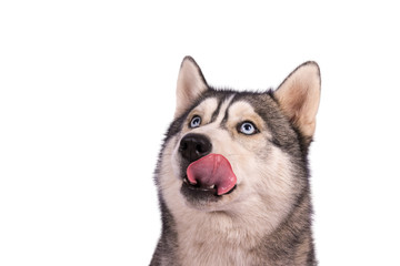 Siberian Husky mit blauen Augen schleckt mit Zunge übers Maul