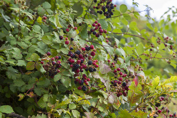ripe and immature blackberries on blackberry vines