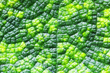 close up of beautiful fresh leaf plant