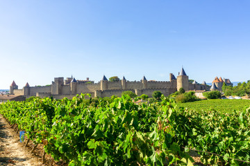 Fototapeta na wymiar Row vine grape in champagne vineyards at Carcassonne background, France