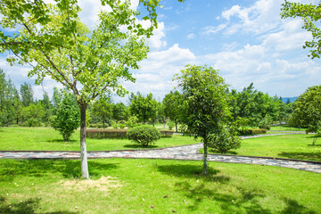 City park, green meadows and lush trees on a sunny summer day