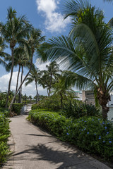 Obraz na płótnie Canvas Palm Trees and Walkway