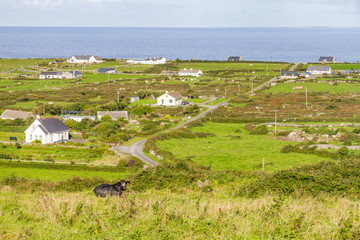 Cow resting with Farms and houses in the Fanore village in background
