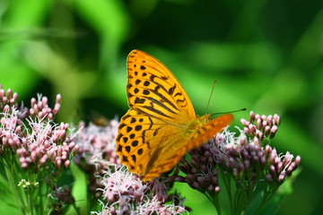 Argynnis paphia 