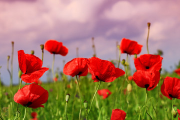 Field of poppies on a sunset