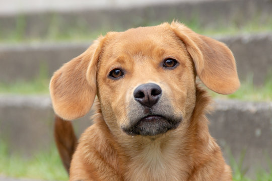 dog - perro