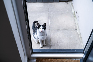 Black and white domestic cat sitting on the doorstep in front of the kitchendoor, waiting and asking to be let in
